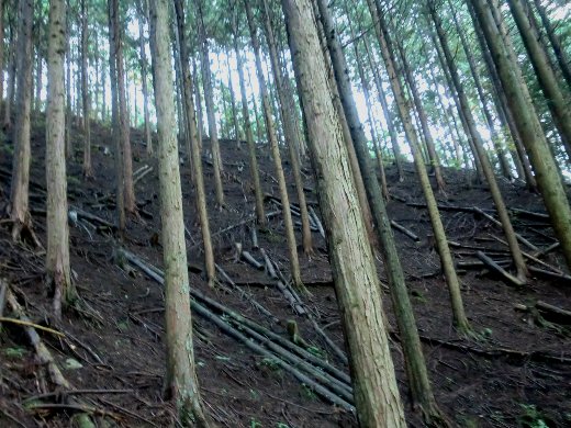 間伐前の桧林