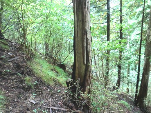 クマの皮むき被害