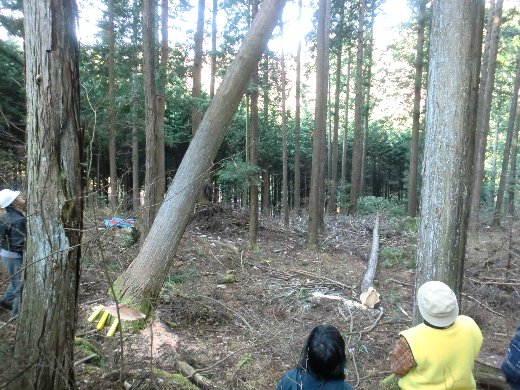 杉の伐倒