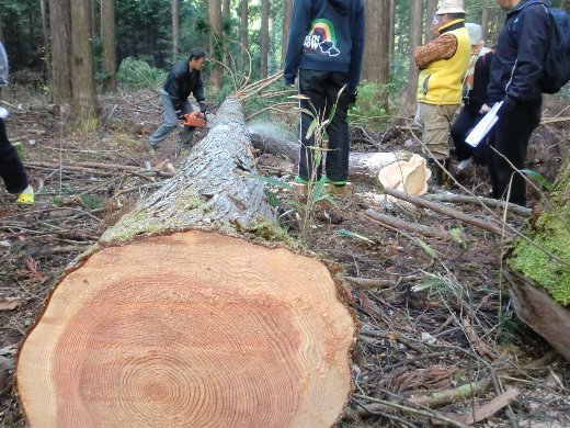 70年の杉伐倒