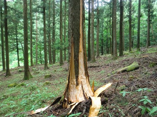 熊の皮剥ぎ被害