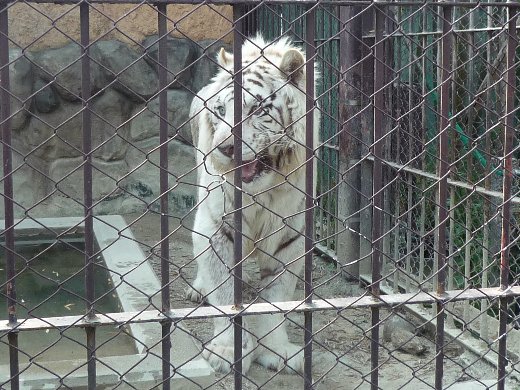 ホワイトライオン