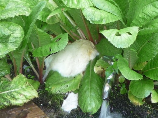 モリアオガルの卵