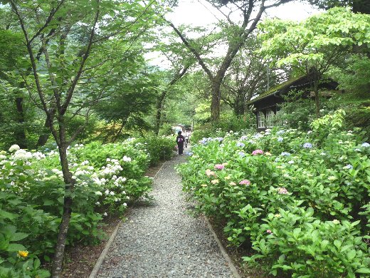 あじさいの小道