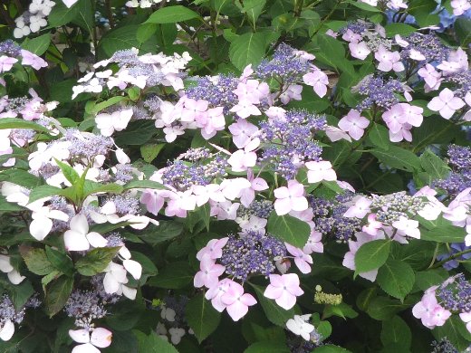 紫ガクアジサイ