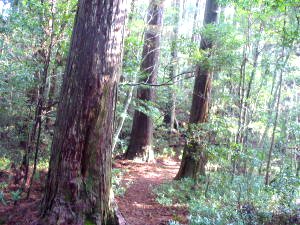 魚梁瀬天然杉林