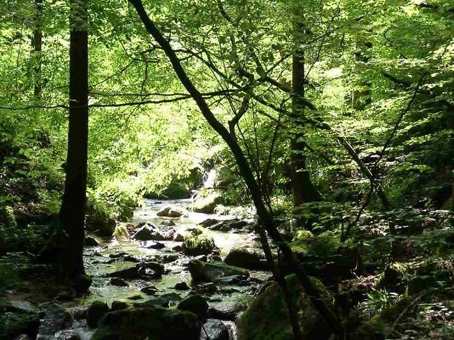 群馬の自然、木・山・川