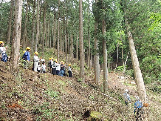 みどり市にて杉伐採見学会