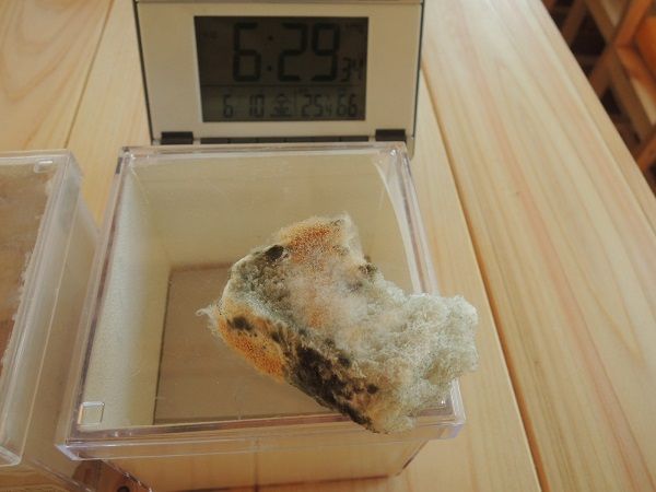 ビニールクロスはカビスゴ！７日後