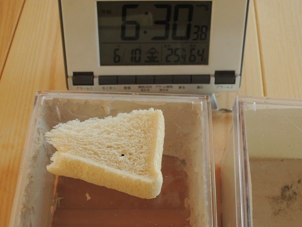 珪藻土と杉無垢はカビなし！７日後